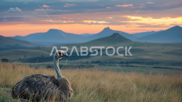 طائر النعام يجلس وسط الحقول عند غروب الشمس، محميات طبيعية برية لتربية ورعاية أنواع الطيور، نعامة بيضاء في احدى حدائق الحيوان في المملكة العربية السعودية