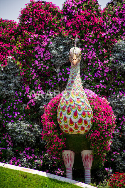 الهندسة الزراعية المتميزة في الإمارات العربية المتحدة ,مقصد السياح من مختلف البلدان ,صورة مقربة لمجسم مصنوع من الزهور الملونة على شكل طاووس في الحديقة المعجزة في دبي ,الاهتمام بالتشجير ومنتزهات الزهور الطبيعية، حدائق ومعالم سياحية ترفيهية مشهورة