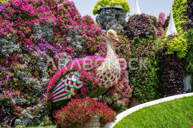 مقصد السياح من مختلف البلدان ,مجسم مصنوع من الزهور الملونة على شكل طاووس في الحديقة المعجزة في دبي ,الاهتمام بالتشجير ومنتزهات الزهور الطبيعية، حدائق ومعالم سياحية ترفيهية مشهورة ، الهندسة الزراعية المتميزة في الإمارات العربية المتحدة