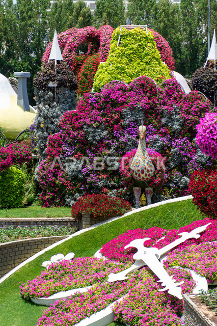 مقصد السياح من مختلف البلدان ,مجسم مصنوع من الزهور الملونة على شكل طاووس في الحديقة المعجزة في دبي ,الاهتمام بالتشجير ومنتزهات الزهور الطبيعية، حدائق ومعالم سياحية ترفيهية مشهورة ، الهندسة الزراعية المتميزة في الإمارات العربية المتحدة