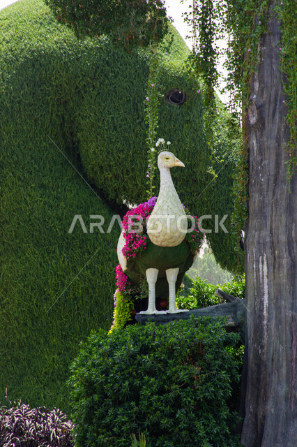 A model made of colorful flowers in the shape of a peacock in the Miracle Garden in Dubai, interest in afforestation and natural flower parks, famous parks and recreational tourist attractions, distinguished agricultural engineering in the United Arab Emirates, a destination for tourists from various countries