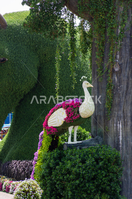 مقصد السياح من مختلف البلدان, مجسم مصنوع من الزهور الملونة على شكل طاووس في الحديقة المعجزة في دبي ,الاهتمام بالتشجير ومنتزهات الزهور الطبيعية, معالم و حدائق سياحية ترفيهية مشهورة ،الهندسة الزراعية المتميزة في الإمارات العربية المتحدة