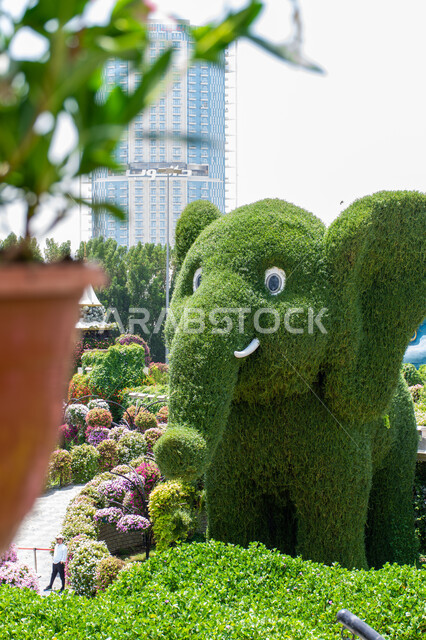 الهندسة الزراعية المتميزة في الإمارات العربية المتحدة, أماكن سياحية ترفيهية مشهورة، قضاء اوقات ممتعة في الحدائق, صورة مقربة لمجسم مصنوع من الاعشاب الخضراء على شكل فيل في الحديقة المعجزة في دبي، الاهتمام بزراعة الازهار والورود في الحدائق