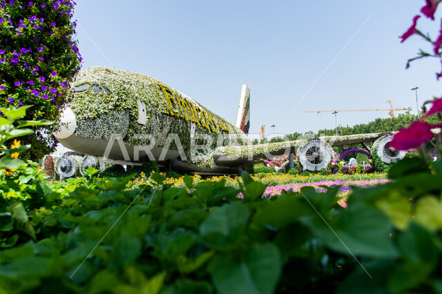 Famous recreational tourist attractions, spending enjoyable times in public areas, distinguished agricultural engineering in the United Arab Emirates, a giant model in the shape of an airplane covered in white flowers in the Miracle Garden in Dubai, interest in growing flowers and roses in gardens.