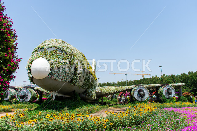 قضاء اوقات ممتعة في المناطق العامة, الهندسة الزراعية المتميزة في الإمارات العربية المتحدة, مجسم عملاق على شكل طائرة مغلفة بالزهور البيضاء في الحديقة المعجزة في دبي ،معالم سياحية ترفيهية مشهورة، الاهتمام بزراعة الازهار والورود في الحدائق