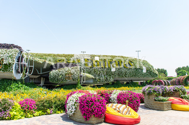 الهندسة الزراعية المتميزة في الإمارات العربية المتحدة, مجسم عملاق على شكل طائرة مغلفة بالزهور البيضاء في الحديقة المعجزة في دبي ،معالم سياحية ترفيهية مشهورة، قضاء اوقات ممتعة في المناطق العامة, الاهتمام بزراعة الازهار والورود في الحدائق