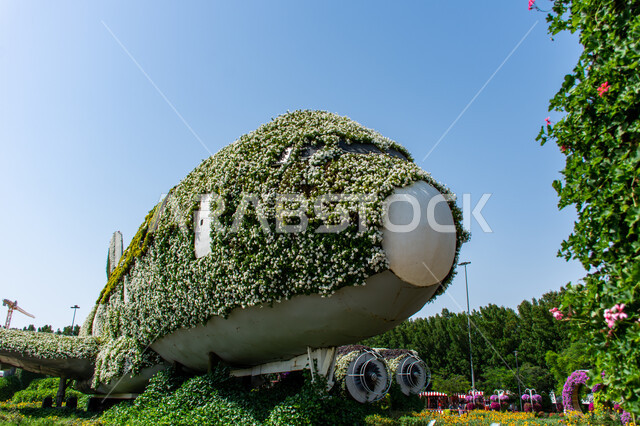 الهندسة الزراعية المتميزة في الإمارات العربية المتحدة ,قضاء اوقات ممتعة في الحدائق ,الاهتمام في زراعة الازهار والورود في الحدائق ,مجسم عملاق على شكل طائرة مغلفة بالزهور البيضاء في الحديقة المعجزة في دبي ،معالم سياحية ترفيهية مشهورة