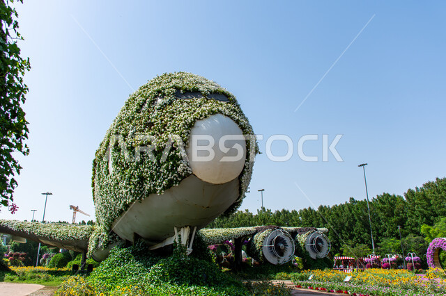 مجسم عملاق على شكل طائرة مغلفة بالزهور البيضاء في الحديقة المعجزة في دبي ،الهندسة الزراعية المتميزة في الإمارات العربية المتحدة ,قضاء اوقات ممتعة في الحدائق ,الاهتمام في زراعة الازهار والورود في الحدائق ,معالم سياحية ترفيهية مشهورة