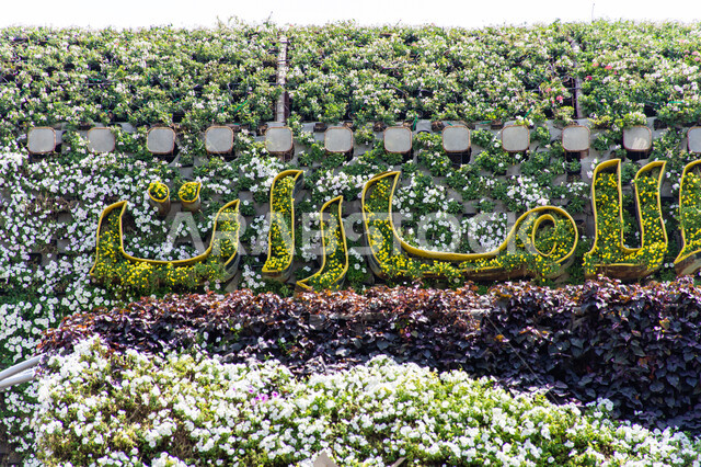 الاهتمام في زراعة الازهار والورود في الحدائق ,عبارة الإمارات باللغه العربية ,أماكن سياحية ترفيهية مشهورة ,صورة مقربة لمجسم عملاق على شكل طائرة مغلفة بالزهور البيضاء في الحديقة المعجزة في دبي ،الهندسة الزراعية المتميزة ,قضاء اوقات ممتعة في الحدائق