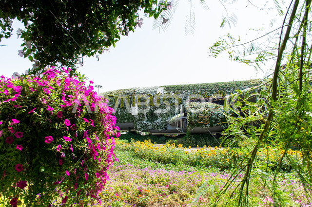 قضاء اوقات ممتعة في الحدائق ,أماكن سياحية ترفيهية مشهورة ,مجسم عملاق على شكل طائرة مغلفة بالزهور البيضاء في الحديقة المعجزة في دبي ،الهندسة الزراعية المتميزة في الإمارات العربية المتحدة ,الاهتمام في زراعة الازهار والورود