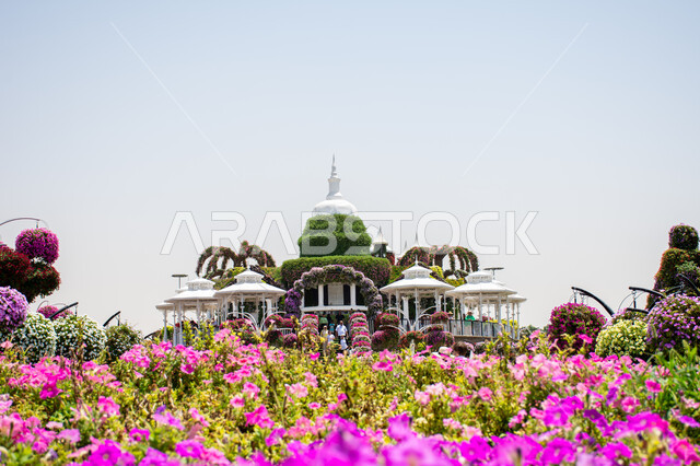 Agricultural engineering designs in the Miracle Garden in Dubai, famous recreational tourist attractions, interest in growing flowers and roses in gardens, a destination for tourists from different countries, enjoying the natural landscapes in the United Arab Emirates