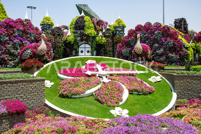 ساعة مصنوعة من الورود في الحديقة المعجزة في دبي، مقصد السياح من مختلف البلدان ,الاهتمام في زراعة الازهار في الحدائق, التصاميم الهندسية الزراعية المميزة, معالم سياحية ترفيهية مشهورة, الاستمتاع بالمناظر الطبيعيه في الإمارات العربية المتحدة