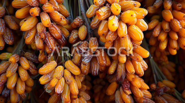 محمية طبيعية لزراعة أشجار النخيل في المملكة العربية السعودية، صورة مقربة لعناقيد حبات الرطب الطازجة، الاهتمام بالاشجار والنباتات الخضراء المثمرة، منتجات ومحاصيل زراعيه محلية وطنية، موسم الحصاد والقطاف