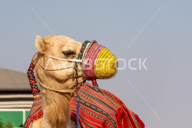 Camel races, camel riding and competitions, a close-up of a purebred blond Arabian camel with a veil on its mouth, raising and caring for mammals and livestock, natural reserves for camel grazing in Saudi Arabia, the connection of camels to originality and nobility in the Arabian Gulf