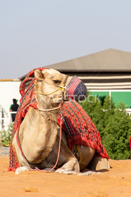 جمل عربي أشقر أصيل واللثام على فمه يجلس في الصحراء, سباقات الابل وركوب الجمال والمنافسات, تربية ورعاية الثدييات والمواشي, محميات طبيعية لرعي النوق في السعودية