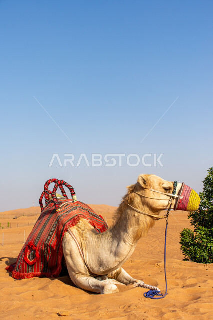 ناقة عربية أصيلة شقراء باللثام تجلس على الرمال الذهبية, المحميات الطبيعية لتربية ورعاية الابل, سباقات الجمال في الامارات العربية المتحدة, رعي الثدييات والمواشي وحيوان الجمل في صحاري السعودية, ارتباط الإبل بالأصالة والعراقة في الخليج العربي