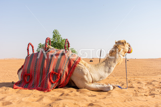 سباقات الجمال في الامارات العربية المتحدة, ارتباط الإبل بالأصالة والعراقة في الخليج العربي, ناقة عربية أصيلة شقراء باللثام على الرمال الذهبية, المحميات الطبيعية لتربية ورعاية الابل, رعي الثدييات والمواشي وحيوان الجمل في صحاري السعودية