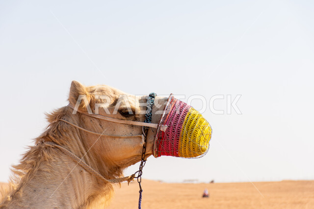 قيمة الإبل الكبيرة في الخليج العربي, صورة مقربة لناقة عربية أصيلة شقراء باللثام, المحميات الطبيعية لتربية ورعاية الابل, سباقات الجمال في الامارات العربية المتحدة, رعي الثدييات والمواشي وحيوان الجمل في صحاري السعودية