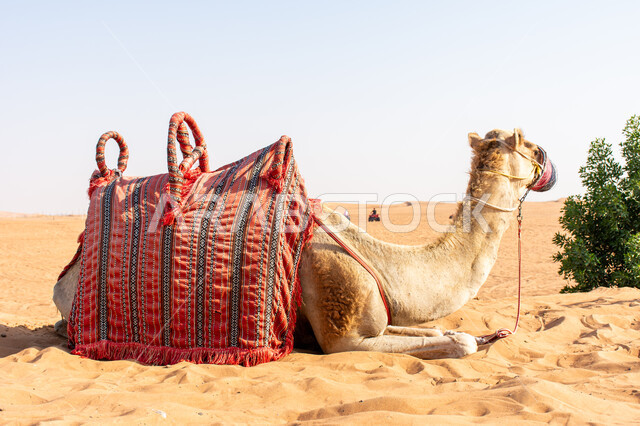 ارتباط الإبل بالأصالة والعراقة في الخليج العربي, ناقة عربية أصيلة شقراء باللثام تجلس على الرمال الذهبية, المحميات الطبيعية لتربية ورعاية الابل, سباقات الجمال في الامارات العربية المتحدة, رعي الثدييات والمواشي وحيوان الجمل في صحاري السعودية