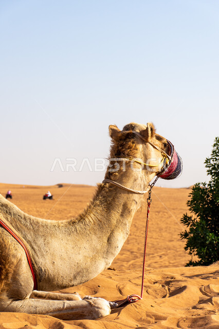 المحميات الطبيعية لتربية ورعاية الابل, ارتباط الإبل بالأصالة والعراقة في الخليج العربي, ناقة عربية أصيلة شقراء باللثام تجلس على الرمال الذهبية, سباقات الجمال في الامارات العربية المتحدة, رعي الثدييات والمواشي وحيوان الجمل في صحاري السعودية