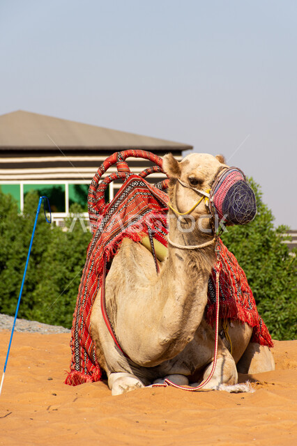 A blond Arabian camel with a mask on its mouth sitting in the desert, camel races, camel riding and competitions, raising and caring for mammals and livestock, natural reserves for camel grazing in Saudi Arabia