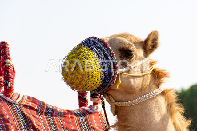 الركوب على الجمل والقيام بأنشطة ترفيهية برية، صورة مقربة لجمل باللثام في الصحراء بالمملكة العربية السعودية, سباقات الابل في الامارات العربية المتحدة، المحميات الطبيعية للعناية بالجمال والمواشي