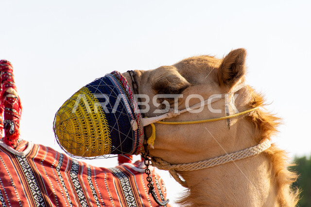 فعاليات ونشاطات ترفيهية في البر, ركوب الناقة في الصحاري، صورة مقربة لجمل باللثام في الصحراء بالمملكة العربية السعودية, سباقات الابل في الامارات العربية المتحدة, محميات طبيعية برية للعناية بالجمال