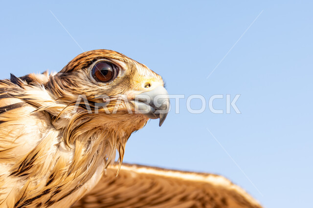 رمز القوة والتحدي والنظر الحاد, صورة مقربة لطائر الشاهين العربي يحلق في السماء, الصقور المفترسة في الصحاري العربية