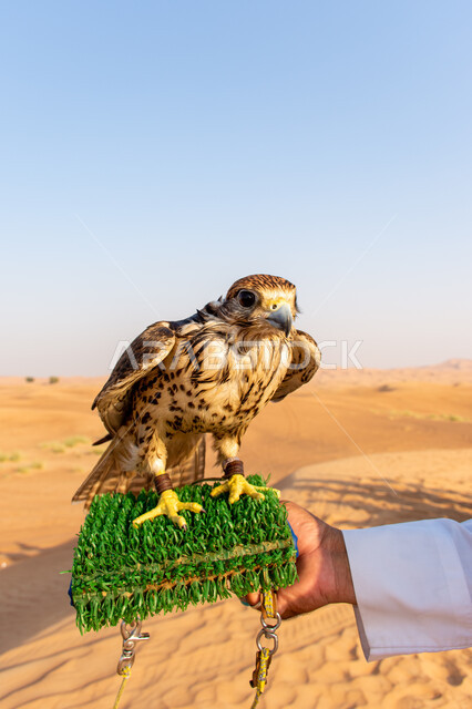 تدريب وترويض الطيور الجارحة في محميات برية, طائر الشاهين العربي ذو النظر الحاد والثاقب, الصقور المفترسة في الصحاري العربية