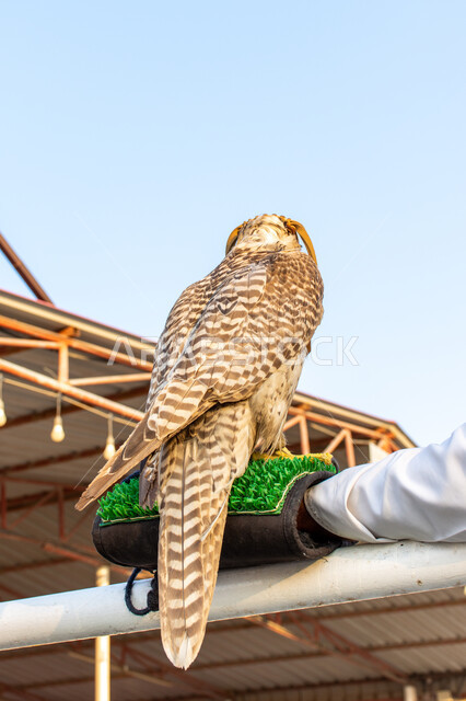 ترويض وتدريب الطيور الجارحة في محميات برية, طائر الشاهين العربي ذو النظر الحاد والثاقب, الصقور المفترسة في الصحاري العربية