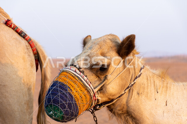 A symbol of authenticity and nobility, natural reserves for raising camels and livestock, camel racing season, riding a camel and moving from one place to another, a close-up of a blonde camel with her mouth covered with a veil.
