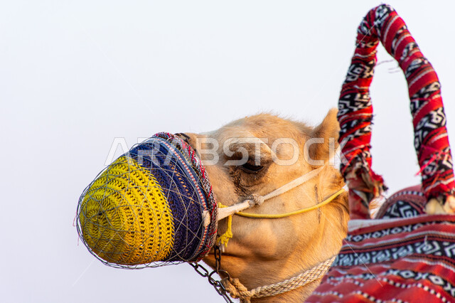 Riding a camel and moving from one place to another, natural reserves for raising camels and livestock, camel racing season, a close-up of a blonde camel with her mouth covered with a veil, a symbol of authenticity and heritage.