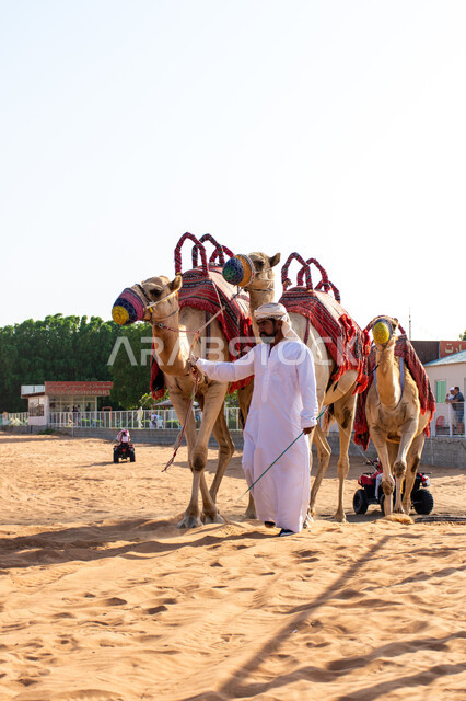 تدريب الجمال في المحميات الطبيعية, رجل عربي اماراتي يرتدي الكندورة والغترة يقوم برعاية مجموعة من حيوانات الجمل في الصحراء للمشاركة في موسم سباق الابل في دبي, سباقات ومنافسات عربية خليجية, أنشطة ترفيهية برية, رمز الأصالة والعراقة