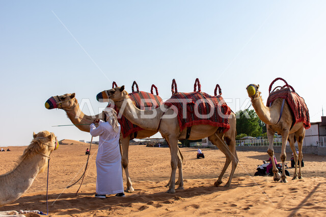 Caring for camels and training them to participate in the camel racing season in Dubai, a group of camels in the desert, Arab Gulf races and competitions, wild recreational activities, a symbol of authenticity and heritage.