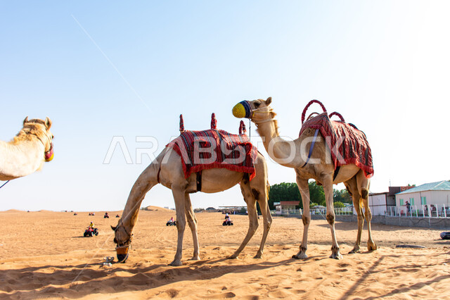 A group of camels in the desert, training and caring for camels to participate in the camel racing season in Dubai, Arab Gulf races and competitions, wild recreational activities, a symbol of authenticity and heritage.