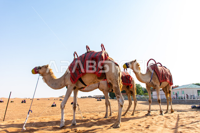 Training and caring for camels to participate in the camel racing season in Dubai, a group of camels in the desert, Arab Gulf races and competitions, wild recreational activities, a symbol of authenticity and heritage.