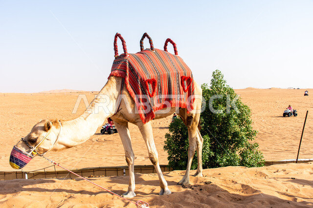 ناقة عربية في المحمية الطبيعية, تدريب الجمال ورعايتها للمشاركة في موسم سباق الابل في دبي, سباقات ومنافسات خليجية, أنشطة ترفيهية برية, رمز الأصالة والعراقة