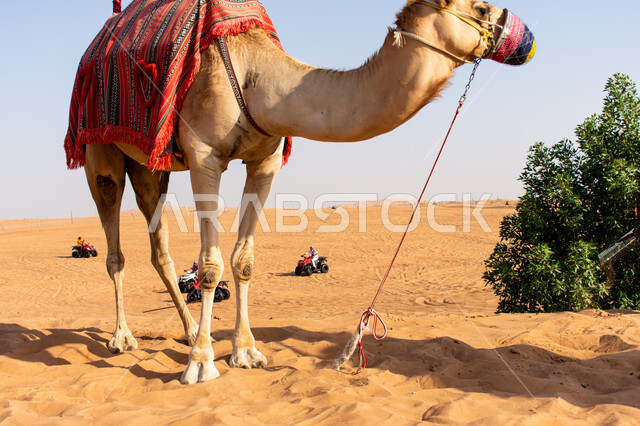 Camels in natural reserves, training and caring for camels to participate in the camel racing season in Dubai, Arab Gulf races and competitions, wild recreational activities, a symbol of authenticity and heritage.