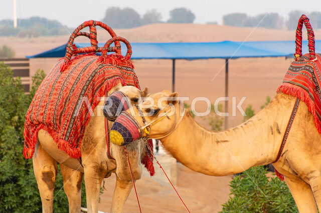 A group of camels in the desert, caring for livestock in natural reserves, training camels for camel racing, Arab Gulf races and competitions, wild recreational activities, a symbol of authenticity and heritage.