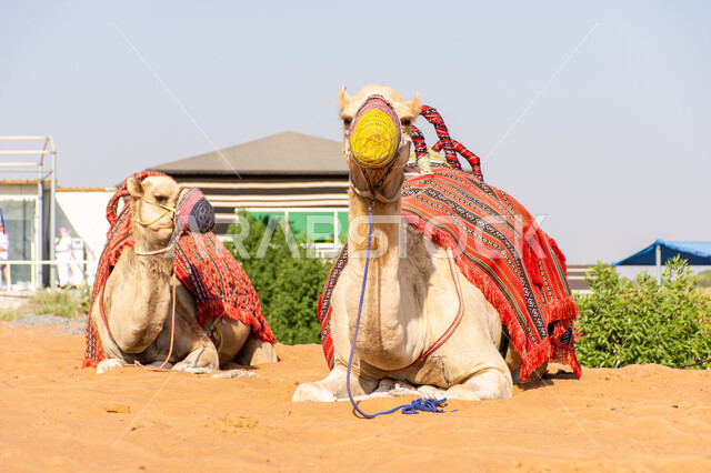 Caring for livestock in natural reserves, a group of camels in the desert, training camels for camel racing, Gulf Arab races and competitions, wild recreational activities, a symbol of authenticity and heritage.