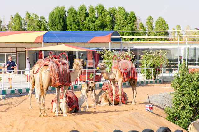 سباق الجمال في مدينة دبي بالامارات العربية المتحدة, تدريب حيوانات الجمل ورعايتها, صورة لمجموعة من الابل في محميتها الطبيعية, موسم الابل 2024