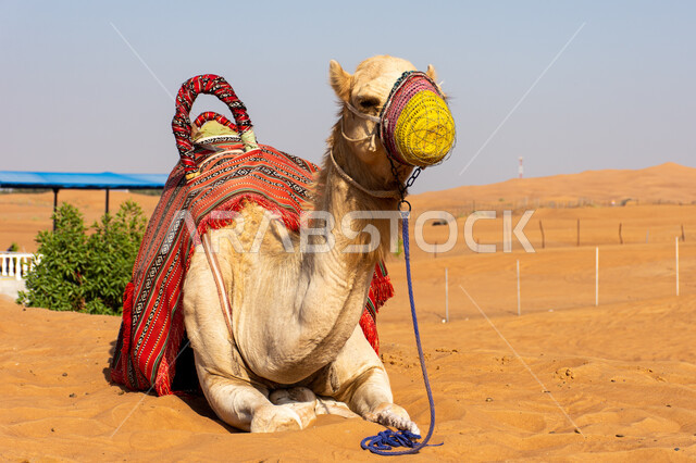 Camel racing in the Emirates, participation of animals in competitions and competitions, a picture of a camel sitting on the golden sands of the wild nature reserve, camel season in 2024