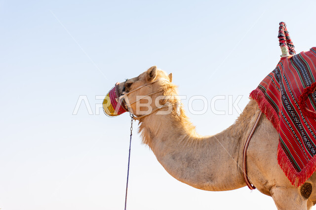 سباق الابل في الامارات العربية المتحدة, صورة من الاسفل لجمل أشقر, جمال المملكة العربية السعودية الأصيلة, تدريب الحيوانات للمشاركة في المسابقات, موسم الابل 2024