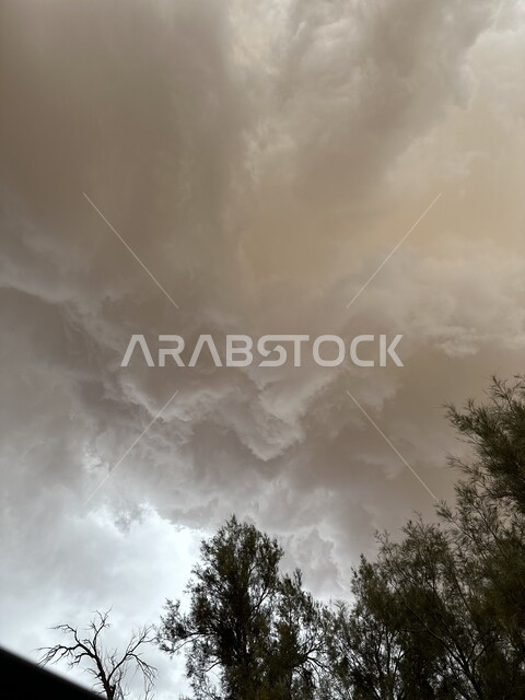 الاستمتاع بالمناظر الطبيعيه, صورة مقربة لفروع الاشجار الخضراء، منظر السماء الملبدة بالغيوم في سماء المملكة العربية السعودية, الاستعداد لهطول الامطار