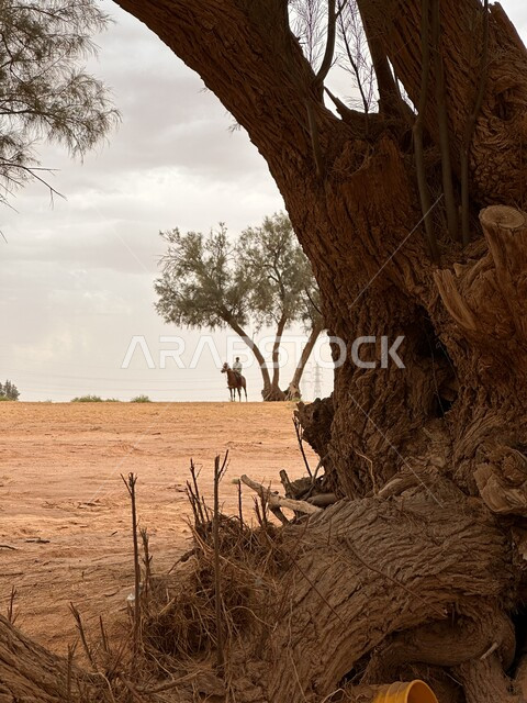 ممارسة ركوب الخيل وسط الصحراء, صورة مقربة لجذع شجرة ضخم في المناطق الصحراوية في السعودية، منظر السماء المليئة بالسحب والغيوم البيضاء، التلال والكثبان الرملية الذهبية الناعمة، المناظر الطبيعية في المملكة ,خلفية الطبيعه