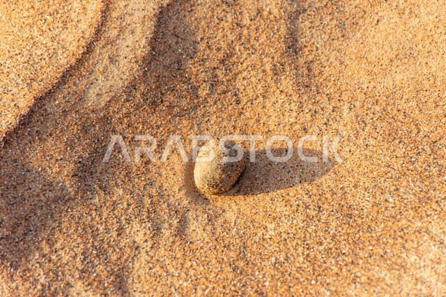 المناطق الصحراوية في دبي, صورة مقربة لحجرة صغيرة بين التضاريس والرمال الذهبية الناعمة في الأماكن السياحية في الخليج العربي، الكثبان الرملية في صحراء  دولة الإمارات العربية المتحدة, مناطق رحلات السفاري الترفيهية والنشاطات الرملية