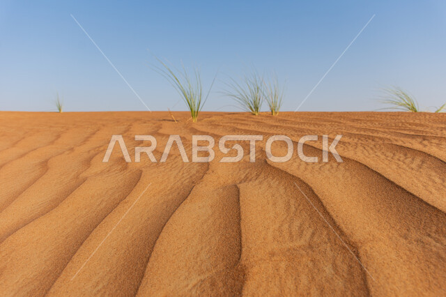 التضاريس و الكثبان الرملية في صحراء  دولة الإمارات العربية المتحدة ,مناطق رحلات السفاري الترفيهية والنشاطات الرملية ,نمو النباتات البرية بين الرمال الذهبية الناعمة في الأماكن السياحية في الخليج العربي، المناطق الصحراوية في دبي