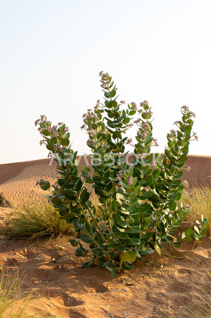 الكثبان و التضاريس الرملية في صحراء  دولة الإمارات العربية المتحدة ,صورة مقربة لنبات عشار باسق في المناطق الصحراوية ,رحلات السفاري الترفيهية والنشاطات الرملية في دبي, نمو النباتات البرية بين الرمال الذهبية الناعمة في الأماكن السياحية في الخليج العربي