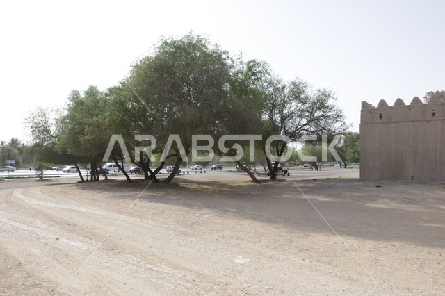 مباني تاريخية عريقة, المدن والمعالم السياحية المشهورة في مدينة العين, قلعة الجاهلي في الامارات العربية المتحدة, البناء الطيني الأثري القديم, وجهة سياحية للتعرف على تاريخ البلد وحضارته