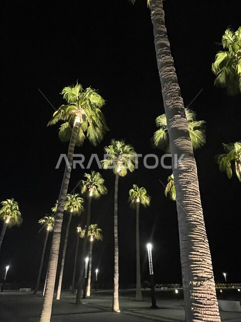 Interest in planting green palm trees, a distinctive night view of the Jeddah Corniche in the Kingdom of Saudi Arabia, recreational tourist places on the waterfront in the Al-Khobar region, coastal views of the Red Sea